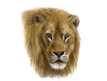 Lion Lion picture