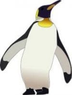 Penguin Penguin picture